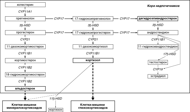 Стероидогенез. Стероидогенез ВДКН. Схема стероидогенеза в надпочечниках. Схема стероидогенеза в надпочечниках с ферментами. Схема синтеза гормонов коры надпочечников дефицит 21 гидроксилазы.