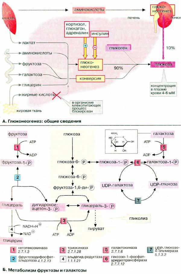 Превращение в печени гликогена в глюкозу